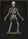 Skeleton
